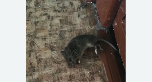 Дезинфекция от мышей в Ильинском Погосте
