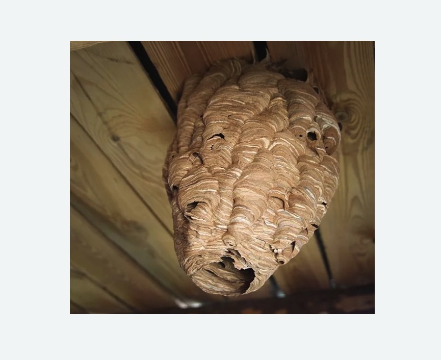 обработка от шершней в Ильинском Погосте